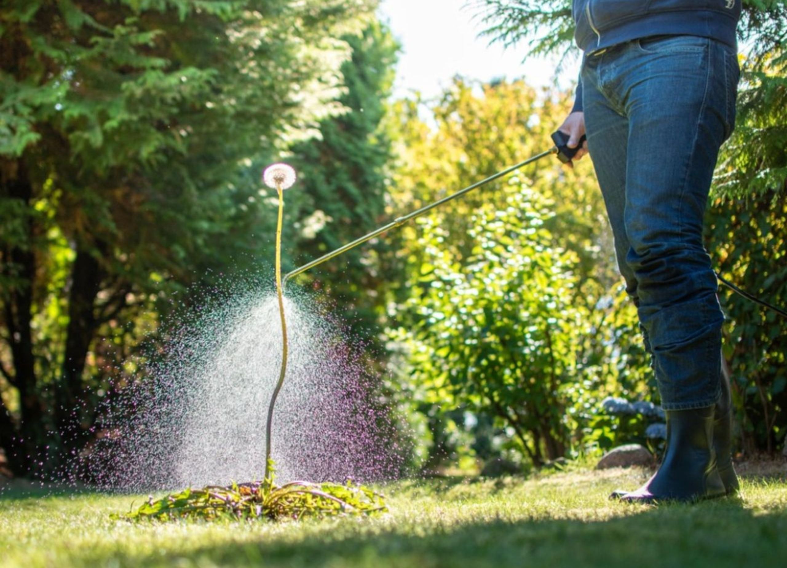 THL Blue Weed Prevention and Control Service