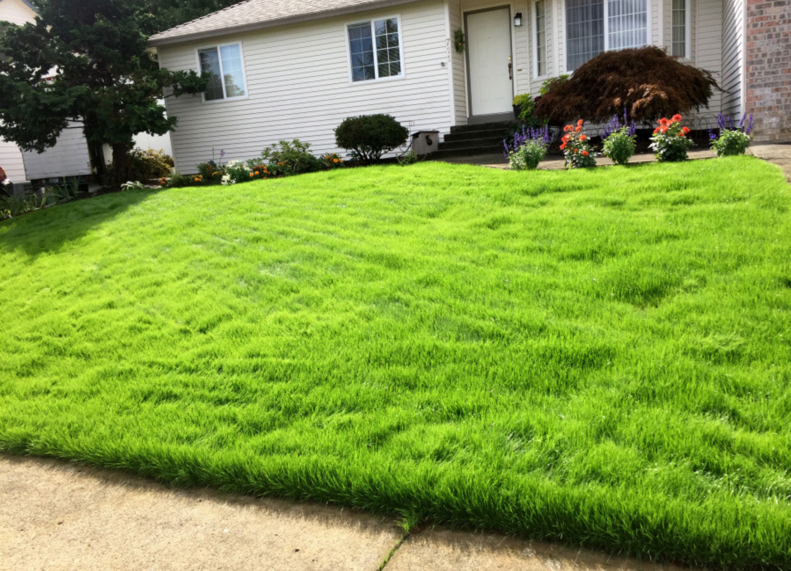 THL Blue Weed Removal Service | Austin Texas Lawn Care Services