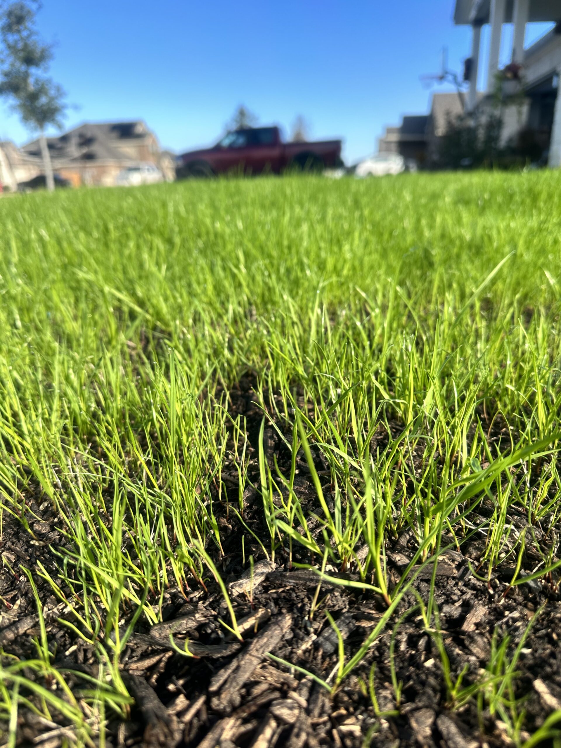 The Southeast San Antonio Lawn Project